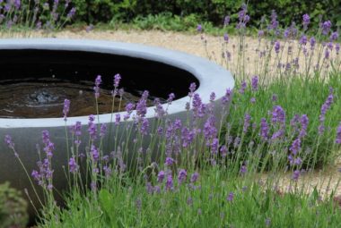 Lavender bushes in front of water bowl feature