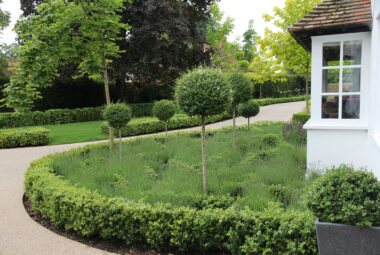 green garden design with topiary and Lavender parterre