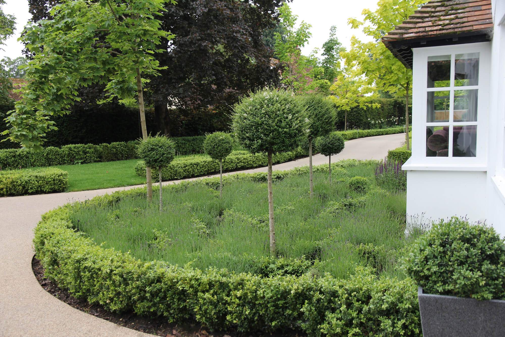 green garden design with topiary and Lavender parterre