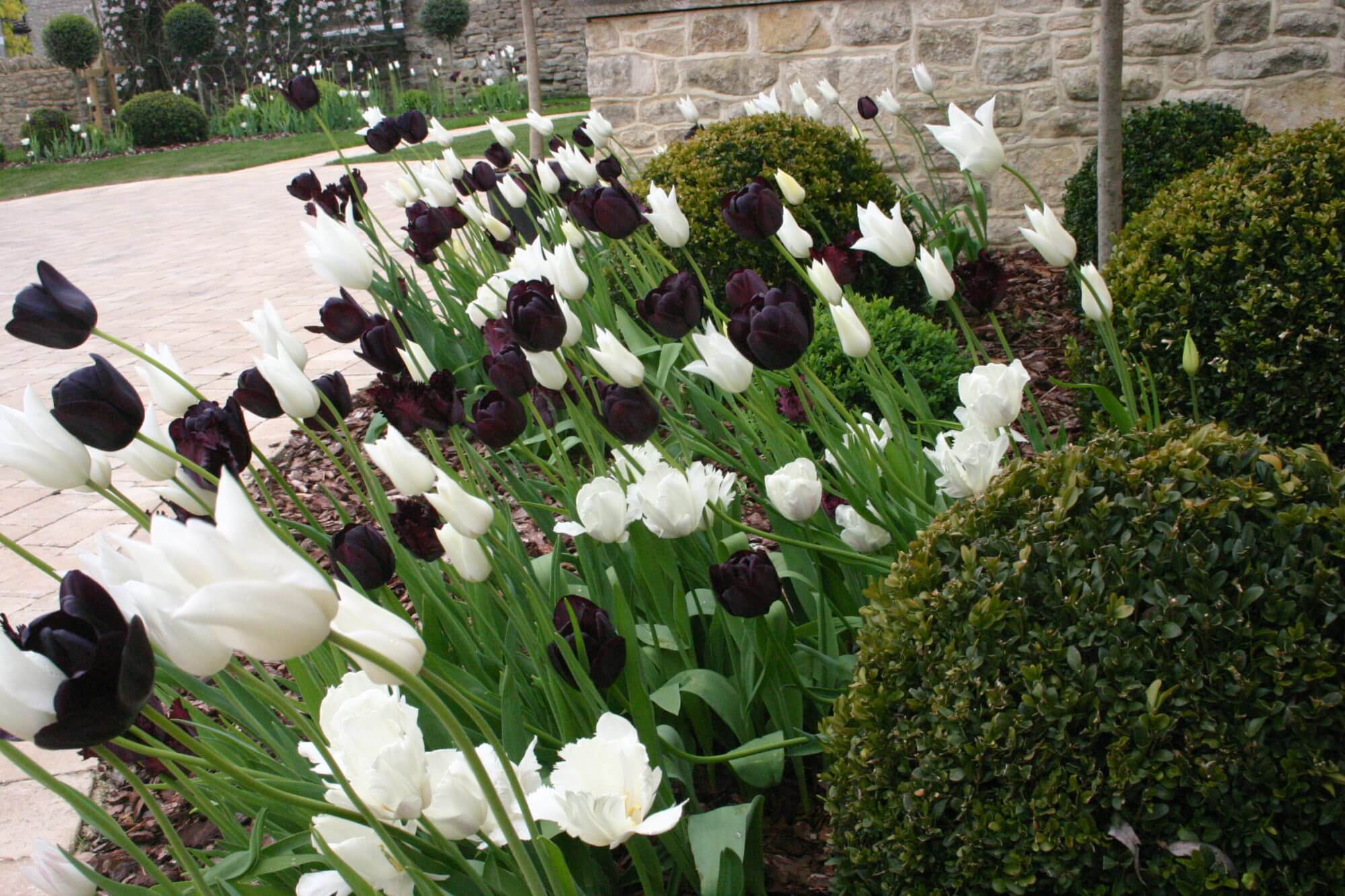 White and purple tulips on mass by front door
