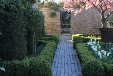 Garden path topiary hedging and pink flowering blossom tree and white tulips