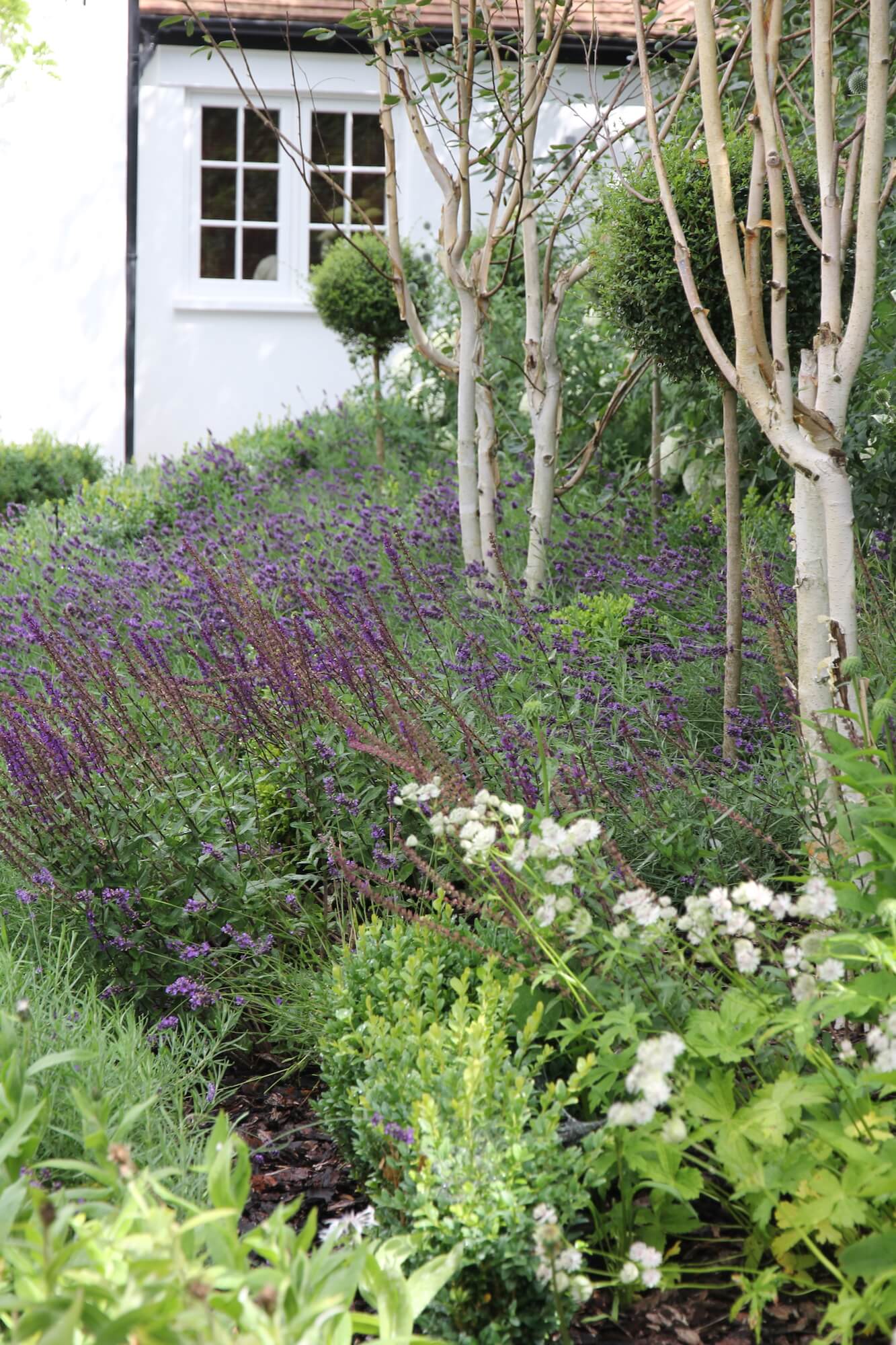Lavender meadow with seasonal flowers in border of cottage garden