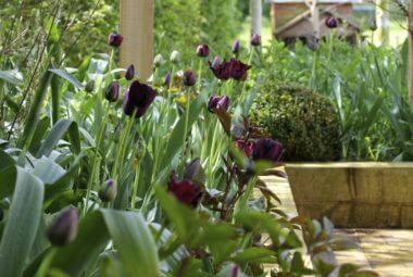 purple tulips and garden