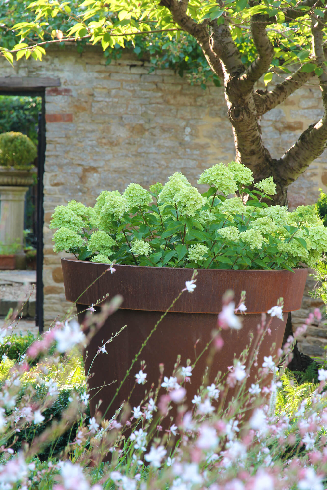 Aged rust planter filled with green viburnum and white guara in front