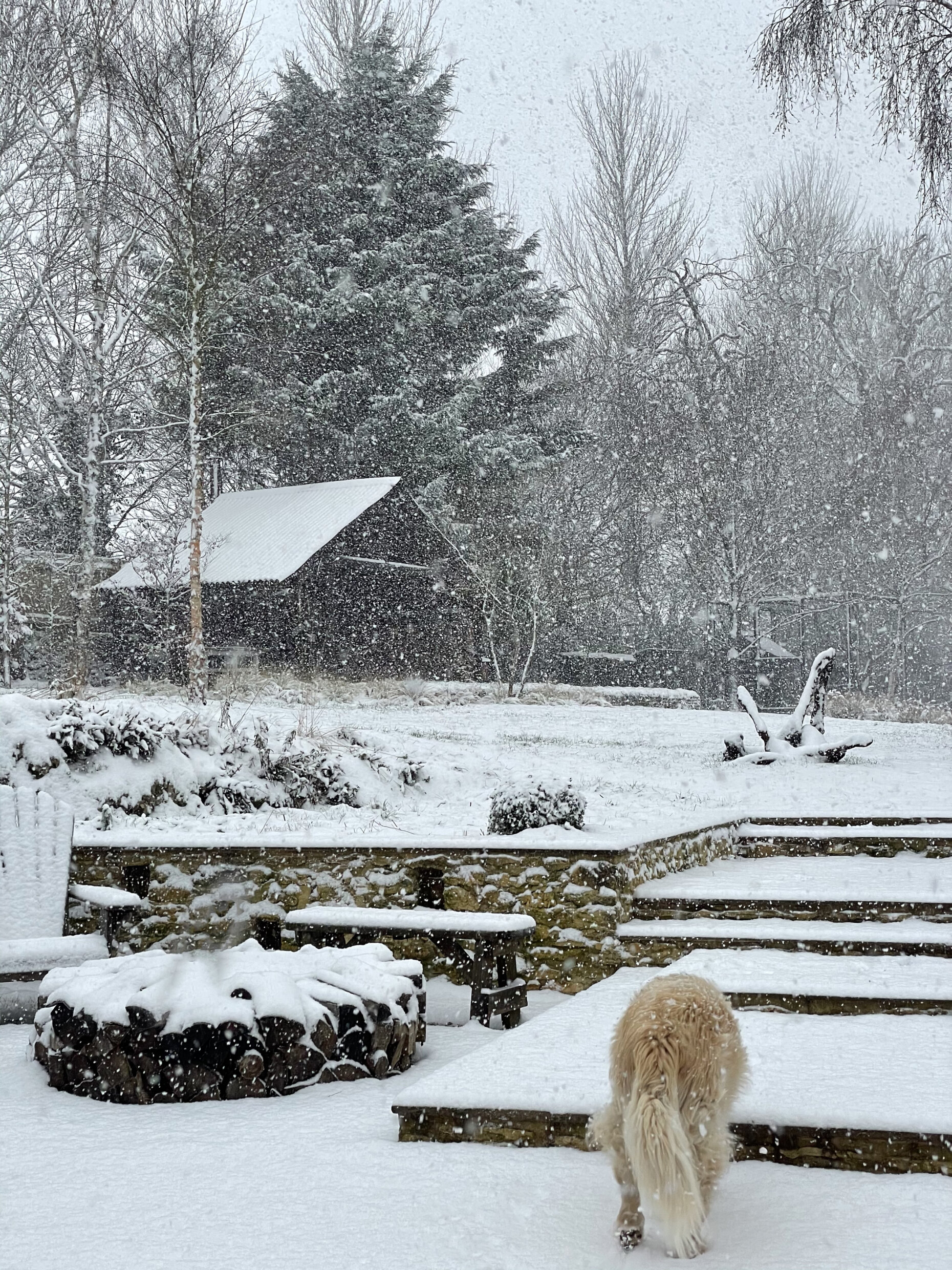Snow falling on the shack as golden retriever walks up the steps in snowy garden