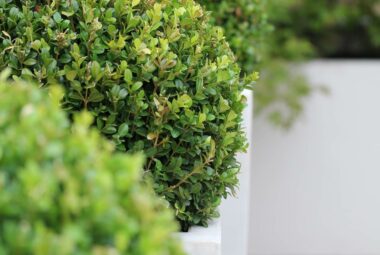 townhouse garden Buxus balls in tall skinny planters