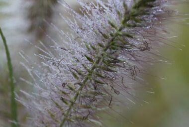 pennisetum hameln grass looks like a squirrel's tail
