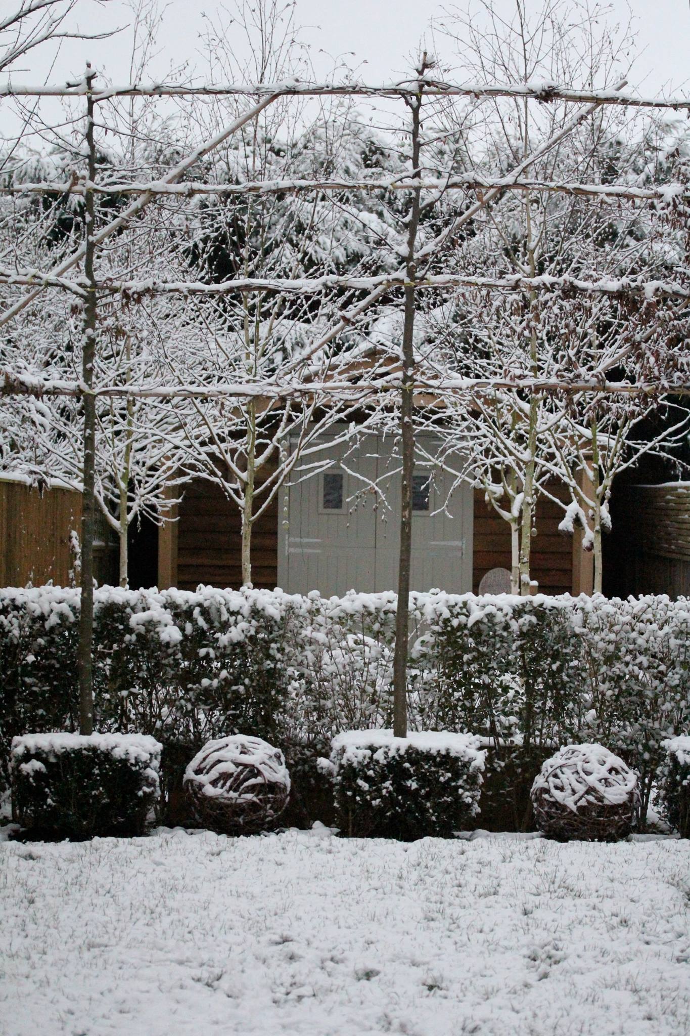 snow fallen on pleached trees 