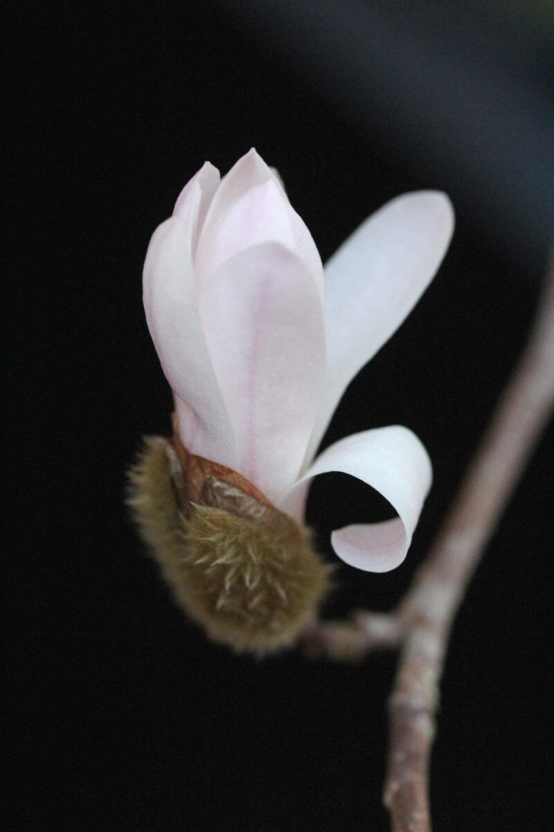 Magnolia flower macro shot in Hygge design studio