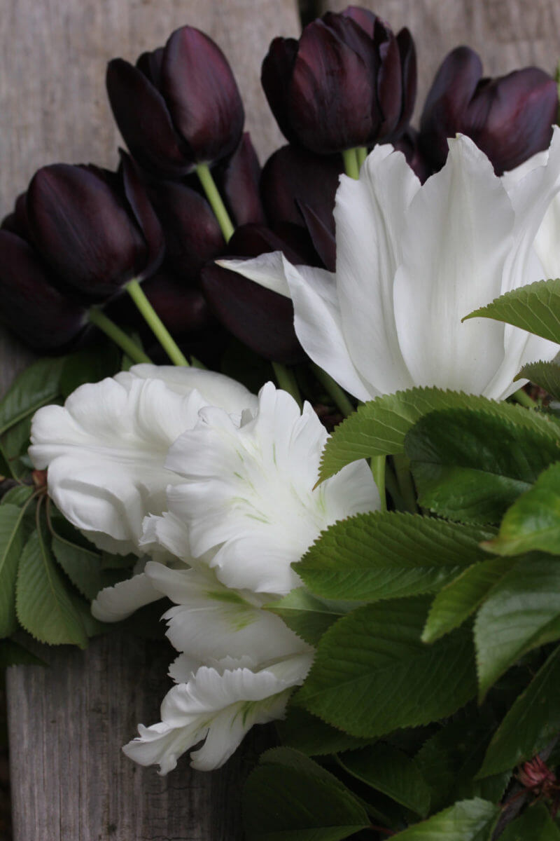 Hygge floral couture dark berry and white tulips from cut flower garden