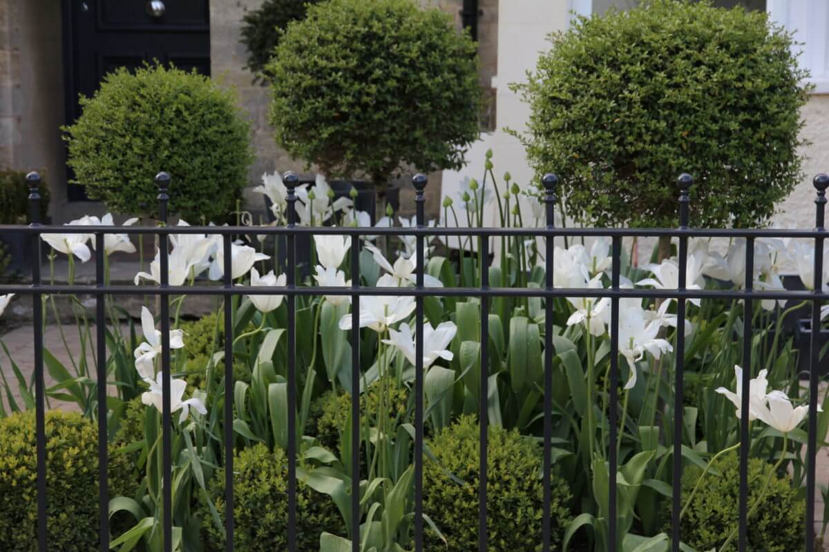 Railings protect white tulips and box buxus topiary balls in front garden
