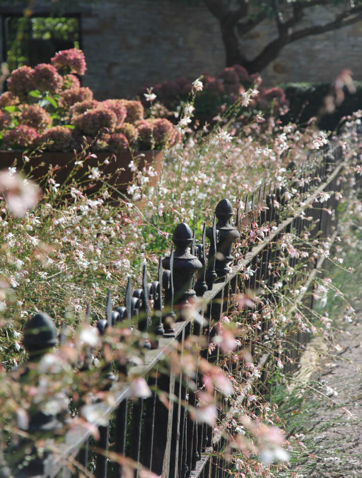 Judges house in kingham packed with Gaura and hydrangeas