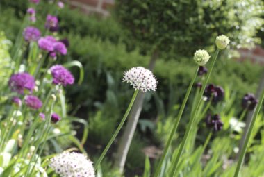 rows of alliums in front garden of victorian house