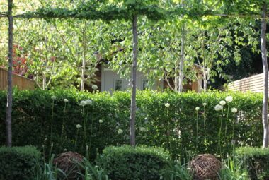 a garden studio tucked behind green pleached trees and hedges