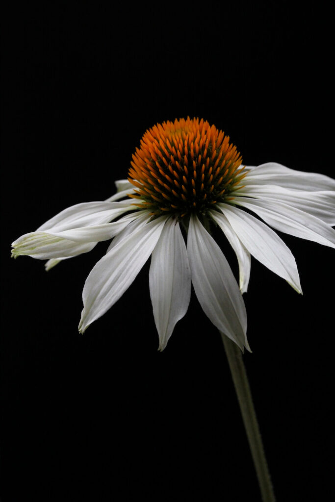 white echinacea flower from a modern prairie garden
