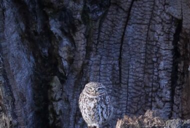 little owl in tree trunk in cotswolds landscape