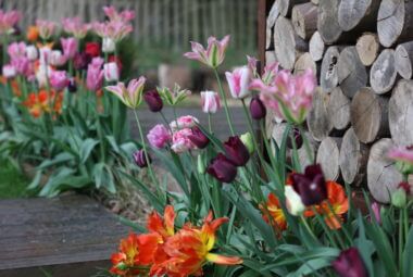 an array of multi coloured tulips in a modern country garden