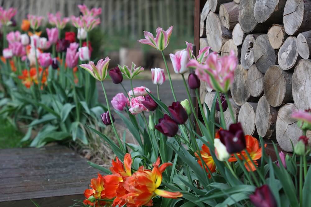 an array of multi coloured tulips in a modern country garden