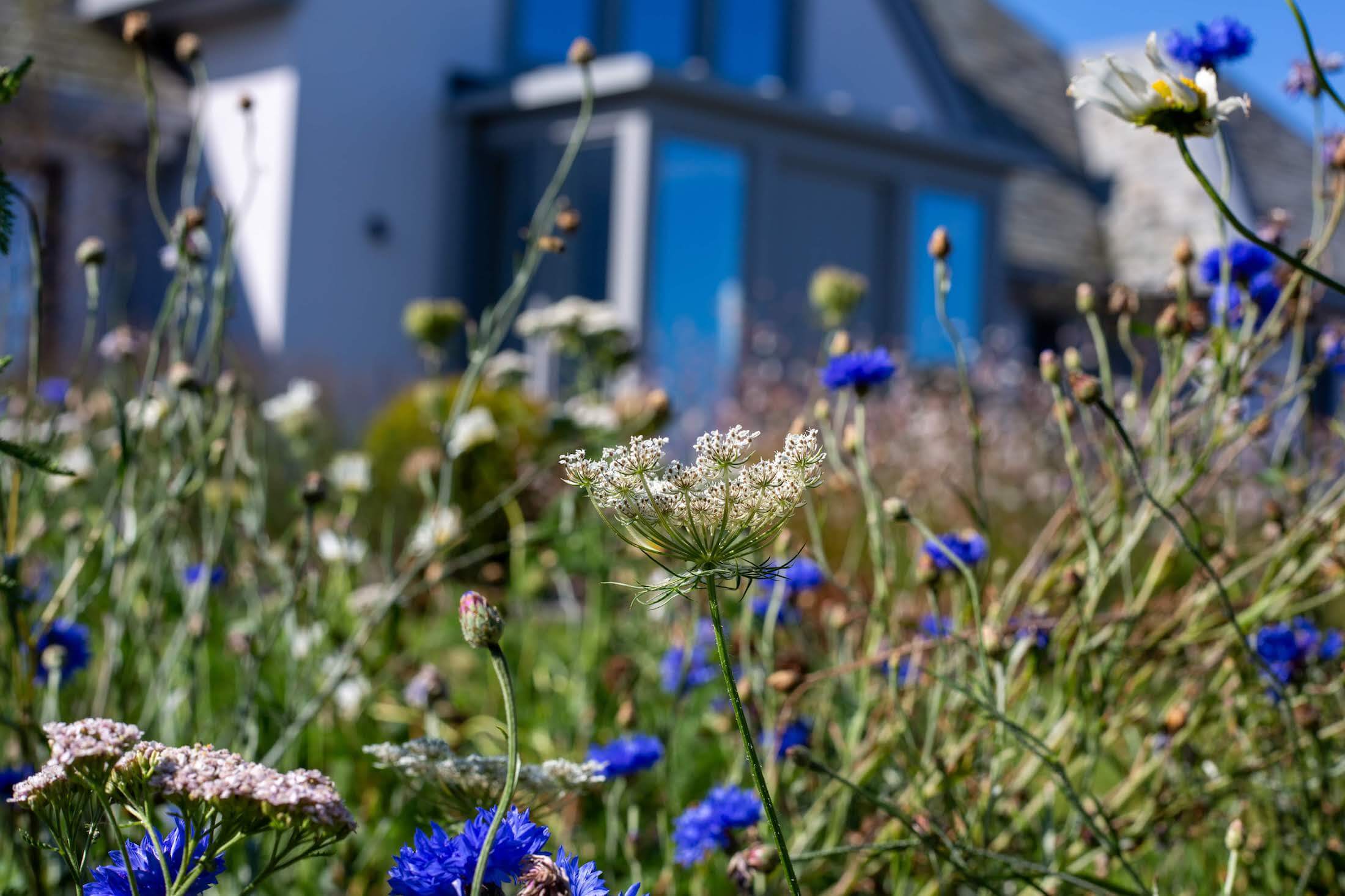 blue cornflowers growing in a meadow in front garden design with grey house