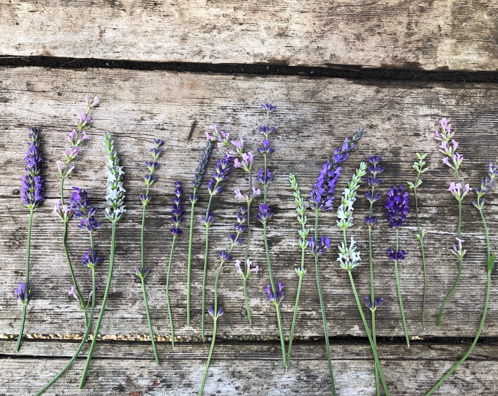 different types of Lavender cuttings on a wood table