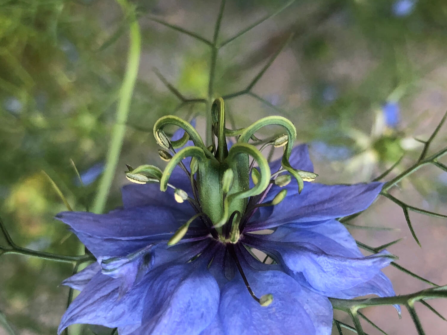 blue Nigella flower