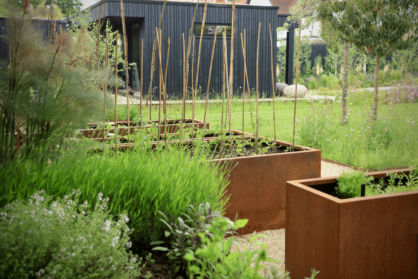 Row of sweet pea planters in front of home garden studio