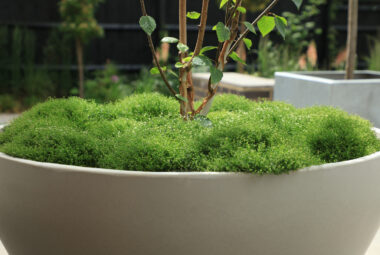 Planter filled with moss
