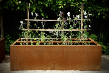 Sweet peas staked in metal planter
