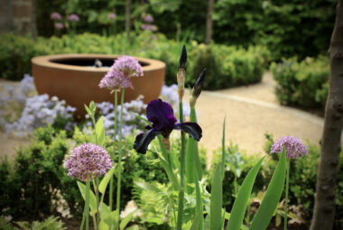 Close up shot of deep purple iris and allium, with water feature in the background
