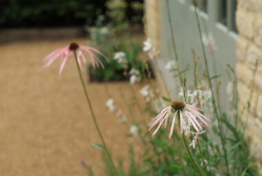 Close up shot of echinacea and gaura in a flower border next to cotswold stone walls