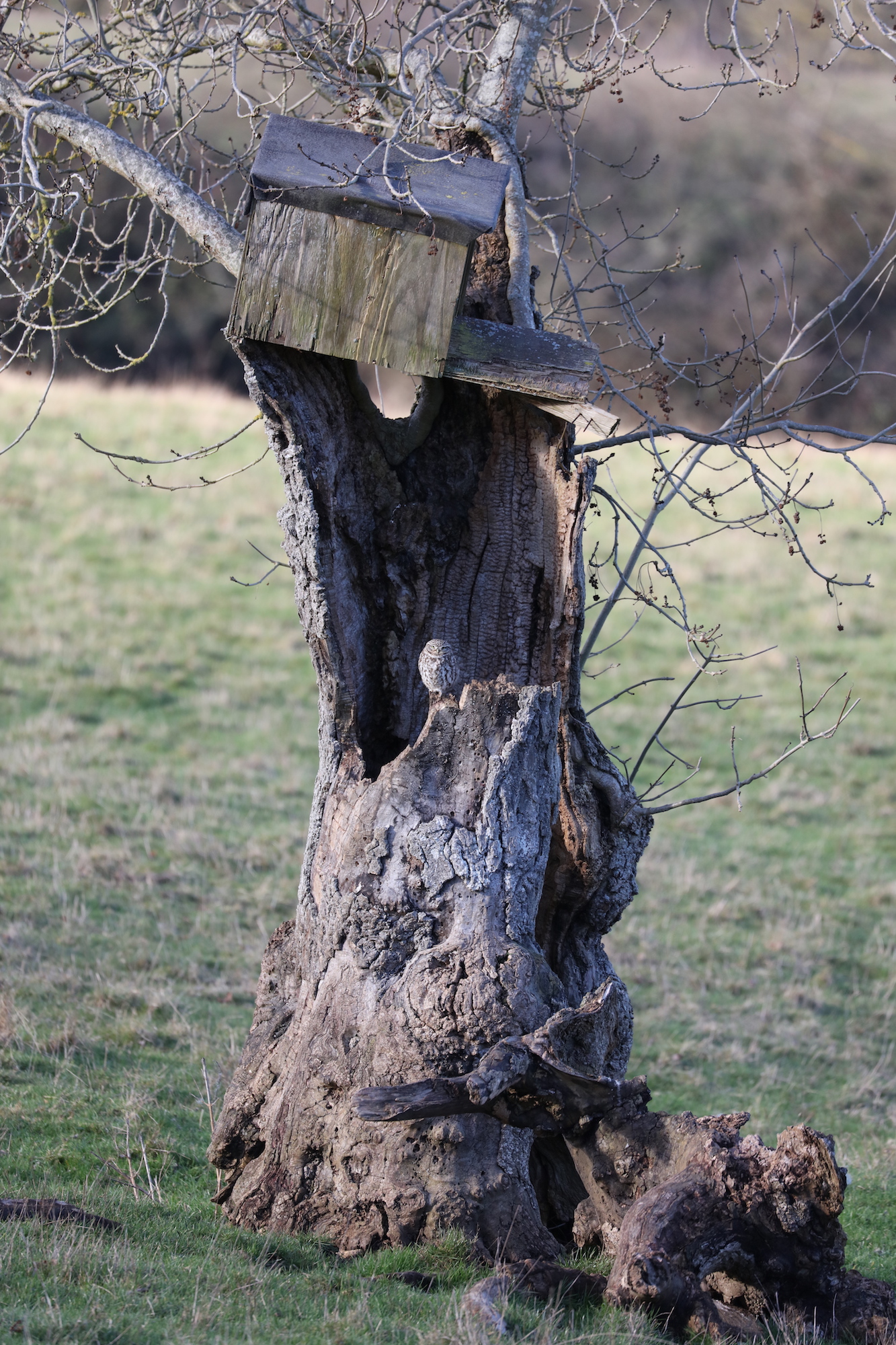bird box in a tree