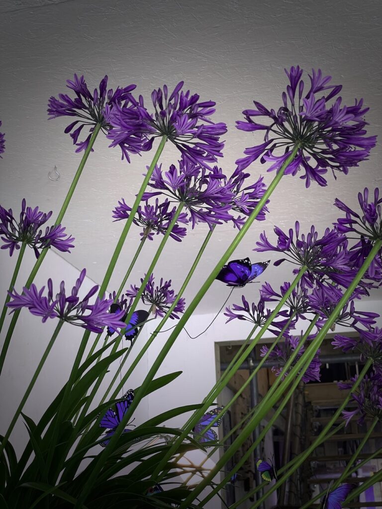 Purple Agapanthus
