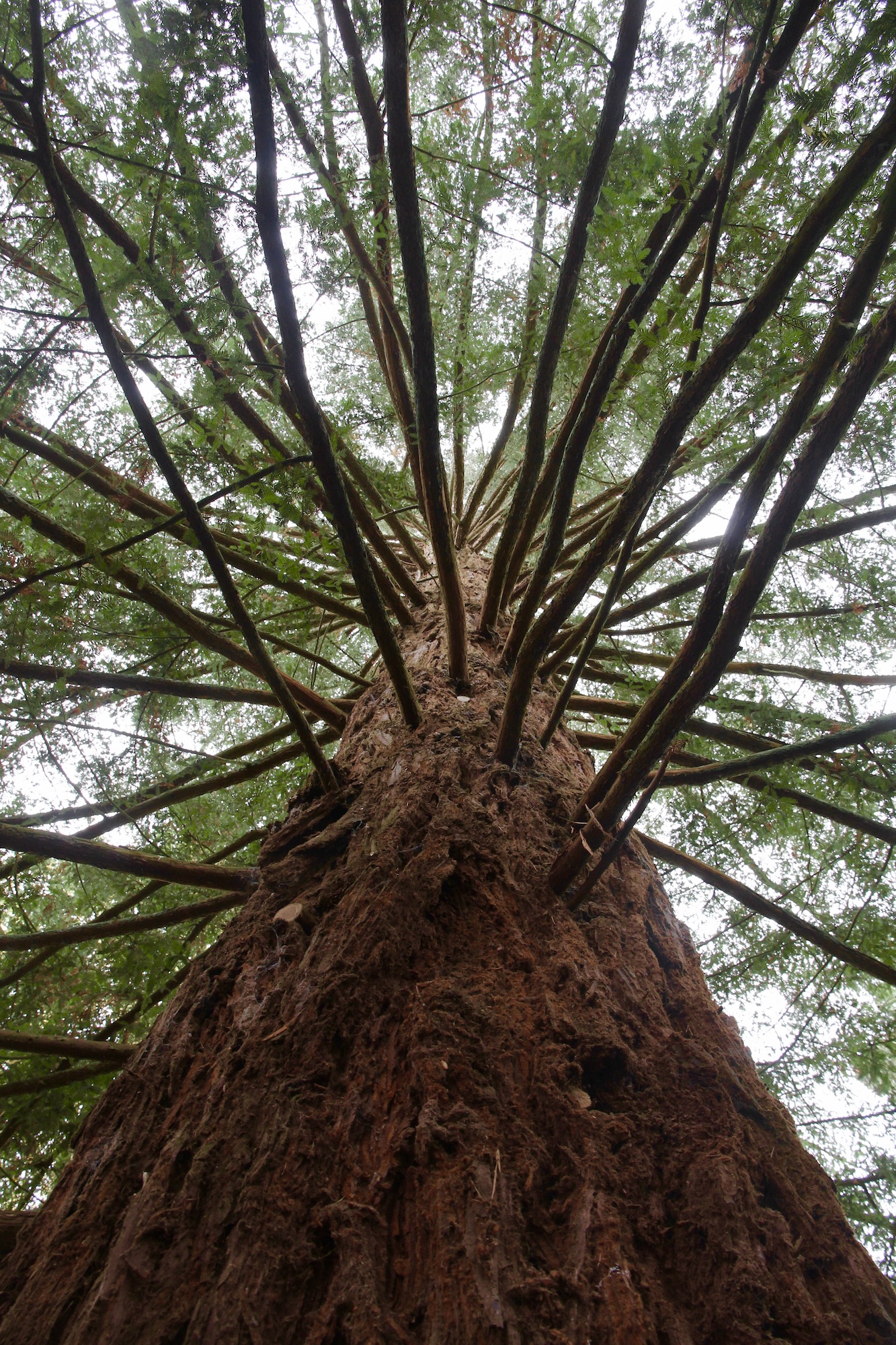 toffee tree top