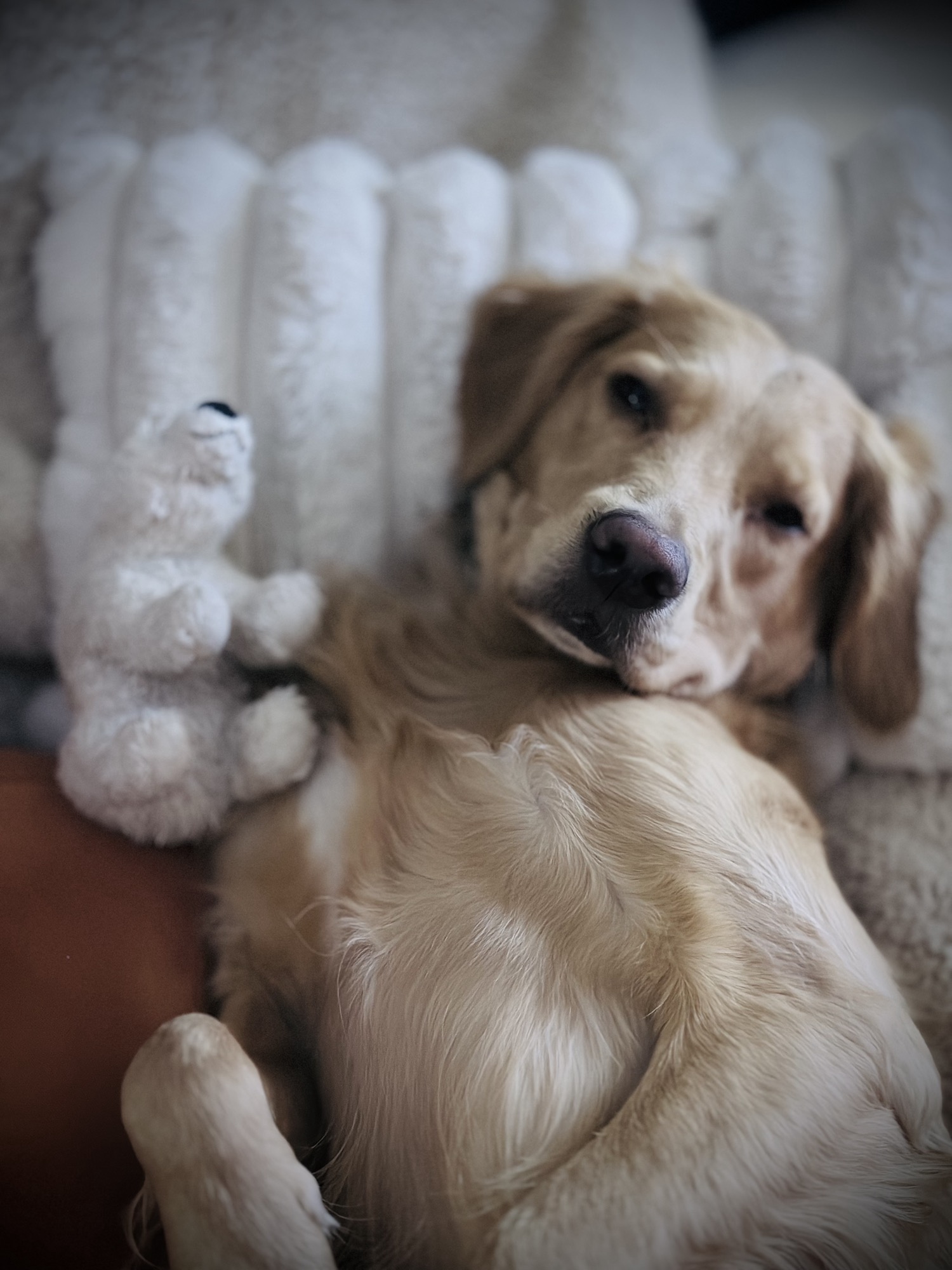 Ragnar the Golden Retriever with his soft toys