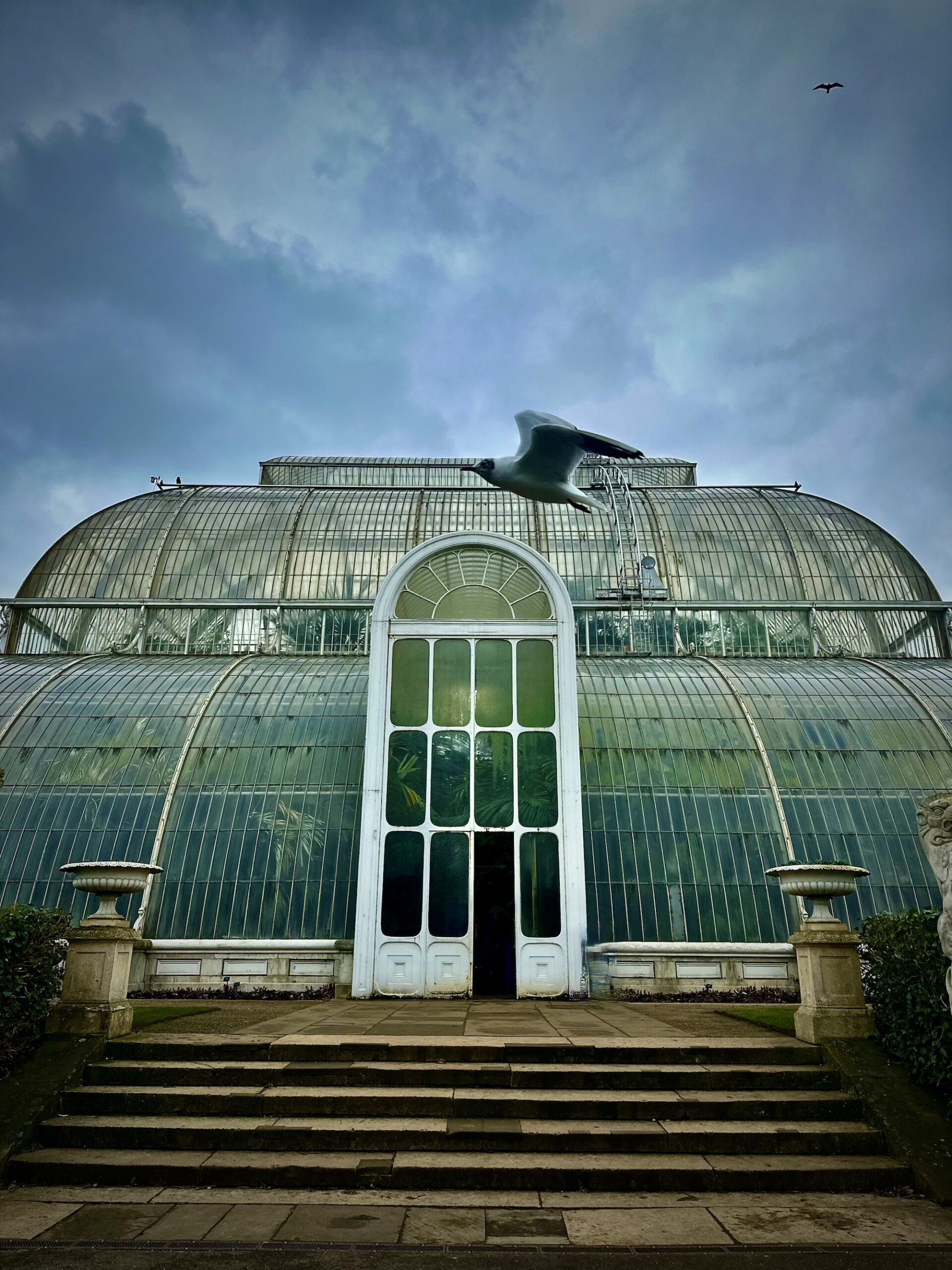 bird flight outside a Kew Garden glass house