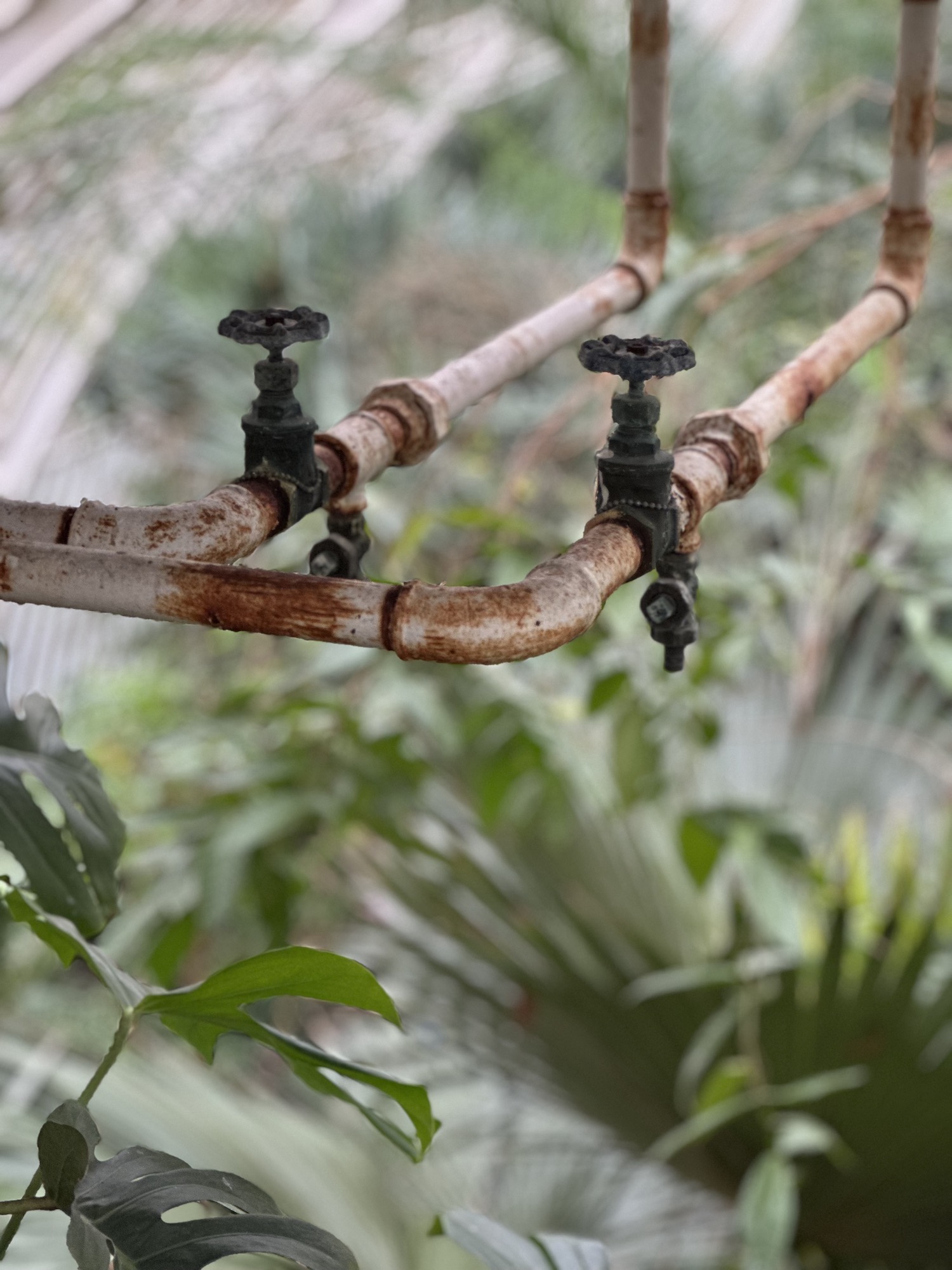 taps at Kew gardens in the glass house botanics with Palms